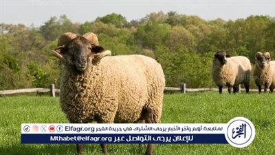 استعلم الآن عن دعم المواشي لعام 1445.. تعرف على الشروط الأساسية للحصول على الدعم