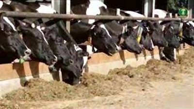 تعرف علي خطوات الاستعلام عن دعم المواشي