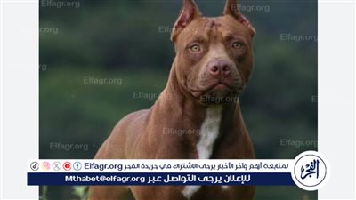 بعد واقعة الشيخ زايد.. ما عقوبة حيازة الحيوانات الخطرة دون ترخيص؟