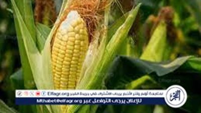 إليك كيفية زراعة الذرة
