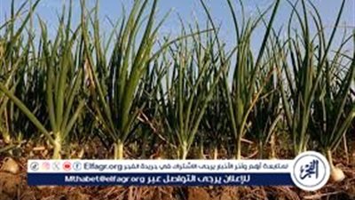 زراعة البصل في الأرض.. خطوات مرتبة ومنظمة