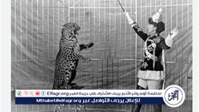 أصحاب القلوب الميتة.. كيف يتم تحفيز وتدريب مروضي الأسود داخل السيرك؟