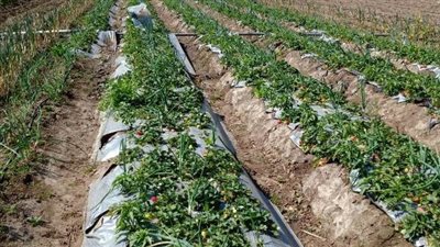 محافظ المنوفية: تمويل 73 مشروع اقتصادي ضمن إقراض الأسر للقرى والأحياء الشعبية