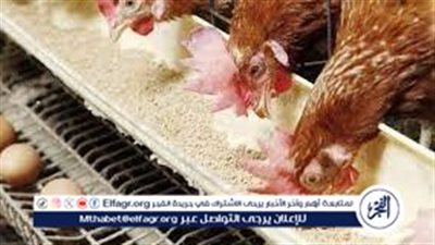  أسعار الدواجن في السوق المصري السبت 16 مارس 2024