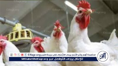 الخدمات البيطرية تكشف حقيقة انتشار فيروس خطير يصيب الدواجن ويؤدي لنفوقها