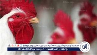 تحديث أسعار الفراخ والبيض: الفراخ الأمهات تنخفض إلى 88 جنيهًا في تاسع أيام رمضان 2024