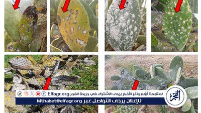 انتشار حشرة القرمزية في منازل القيروان بتونس