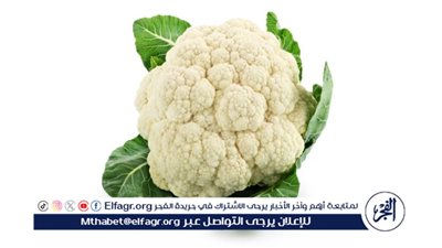  القرنبيط: خضار غني بالفوائد الصحية 