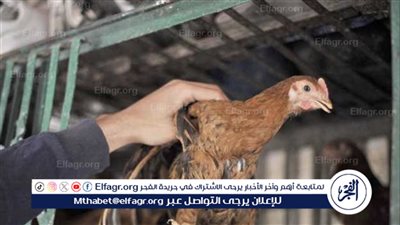 تحليل أسعار الدواجن في مصر اليوم الأحد 24 مارس 2024