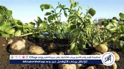 رابطة تجار سوق الخضروات تكشف سبب ارتفاع أسعار البطاطس