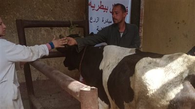 رش وتجريع 2371 رأس ماشية وطائر خلال قافلة بيطرية بقرية المنوات بالجيزة