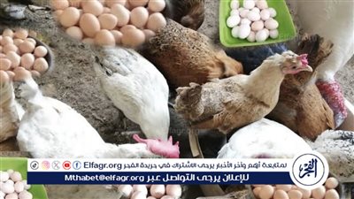  أسعار الدواجن والبيض اليوم الاربعاء 27-3-2024 في الدقهلية