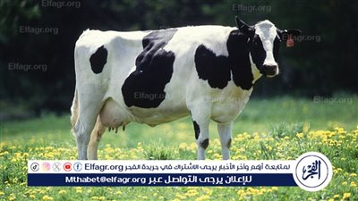هل قتل الحيوانات عمدا يؤدي لـ 