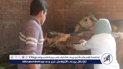 محافظ الدقهلية: تحصين 86592 رأس ماشية لمقاومة الحمى القلاعية وحمى الوادى المتصدع 