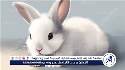 ماذا يفعل هذا الأرنب داخل مؤتمر صحفي بالبيت الأبيض؟