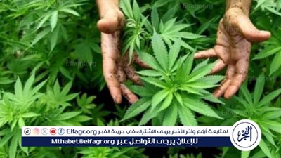 بعد تقنين مخدر الحشيش في ألمانيا.. كيف تبدو الظاهرة حول العالم؟