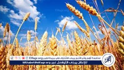 زيادة دعم وتدعيم إنتاج القمح في مصر.. أسعار وحصاد موسم 2024