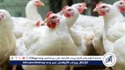 عاجل: تحديث أسعار الدواجن اليوم الأربعاء 3 أبريل 2024 في الأسواق