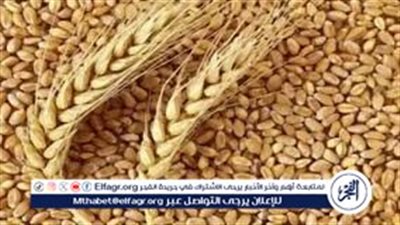 تعرف على أسعار أردب القمح 2024 بعد تغيير سعر الدولار