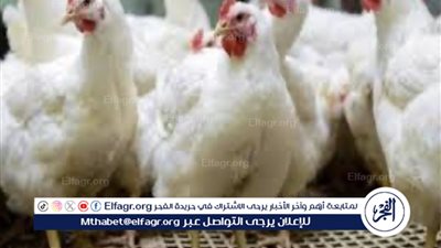 تراجع أسعار الفراخ ومنتجات الدواجن في الأسواق المصرية