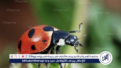 الخنافس وخنافس السجاد.. معلومات ونصائح لمواجهة الظهور المزعج