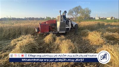 حصاد الذهب الأصفر من أراضي محافظة الدقهلية (صور)