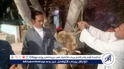 حقيقة هجوم الثعالب وإفتراس الطيور المنزلية ببني سويف