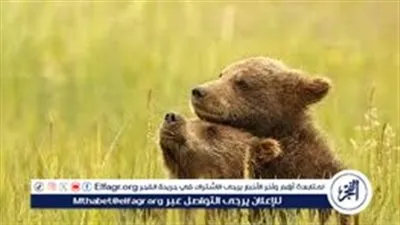 نزل تردد سبيس تون الجديد 2024 واستمتع بباقة من أجمل الأغاني المميزة