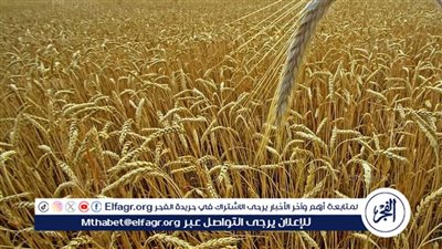 بدء استلام القمح لتوريده لصوامع وشون الدقهلية 