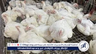 أسعار الفراخ والدواجن والطيور في بورصة الدواجن والأسواق اليوم 15 أبريل