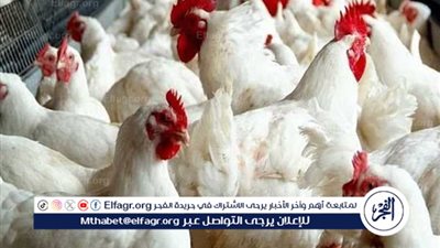 ارتفاع جديد في أسعار الفراخ اليوم بالأسواق.. اعرف أخر التطورات وسعر الكيلو