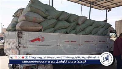 صوامع سدس تبدأ استلام محصول القمح من مزارعي بني سويف