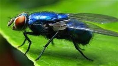 بعد دخول الصيف وتحذير الأرصاد.. ماذا تعرف عن الذباب الصحراوي؟