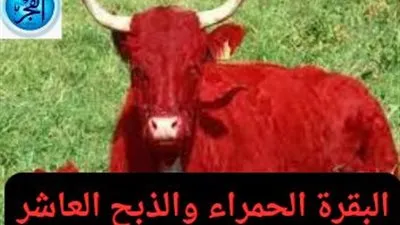 عاجل.. البقرة الحمراء والذبح العاشر: سر مخطط هدم المسجد الأقصى.. كيف يستمد الصهاينة فكرَتَهُم من سِفْرٍ توراتيِّ قَدِيم؟
