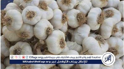 أهمية الثوم والكركم لجسم الإنسان.. خبير يوضح (فيديو)