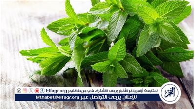 كل ما تريد معرفته عن النعناع.. الفوائد والأضرار