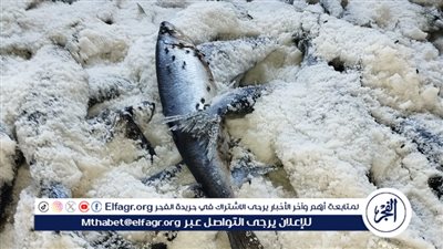 ضبط طن وربع رنجة غير صالحة للاستخدام الآدمي في الغربية