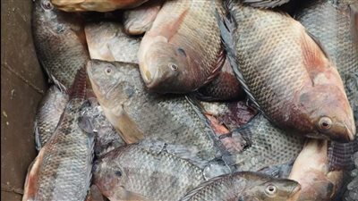 بني عبيد في الدقهلية تنضم لحملة 