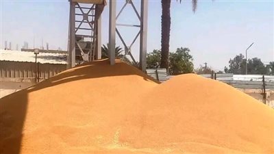 توريد 75099 طن قمح للشون والصوامع بالقليوبية