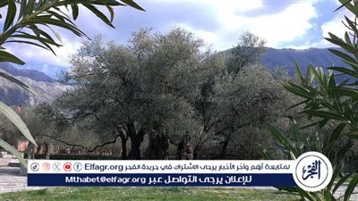 تفاصيل شجرة نادرة في حديقة الحيوان تعالج السكري