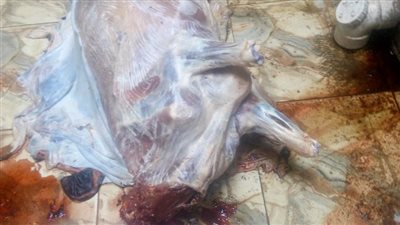  حملات مفاجئة من 