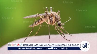 كيفية التخلص من البعوض والوقاية من لدغاتها