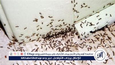 بمكونين فقط... وصفة للتخلص من النمل نهائيًا 