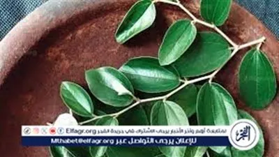 5 فوائد لورق السدر هتخليكي تحبي نفسك أكتر.. وصفة سحرية لبشرة نضرة وصافية