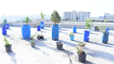 جامعة سوهاج تنجح في تطبيق مبادرة زراعة الأسطح