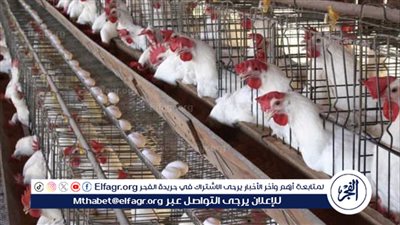 استقرار أسعار الدواجن والبيض في الأسواق المصرية: آخر التحديثات