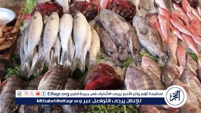 أسعار السمك اليوم السبت ١١ مايو ٢٠٢٤ في الأسواق المحلية