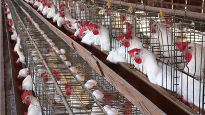 أسعار الأعلاف بأسوان ليوم الجمعة 07/11/2025