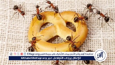 قضي صيفك بلا نمل أو حشرات..طرق طبيعية للتخلص من النمل بكل سهولة