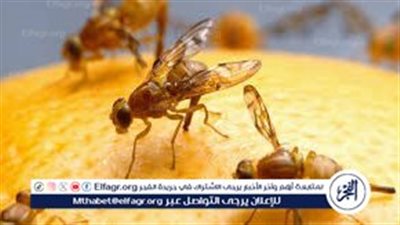 أفضل الأساليب للتخلص من الذباب دون استخدام المبيدات الحشرية